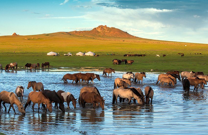Horses by the river in Terelj