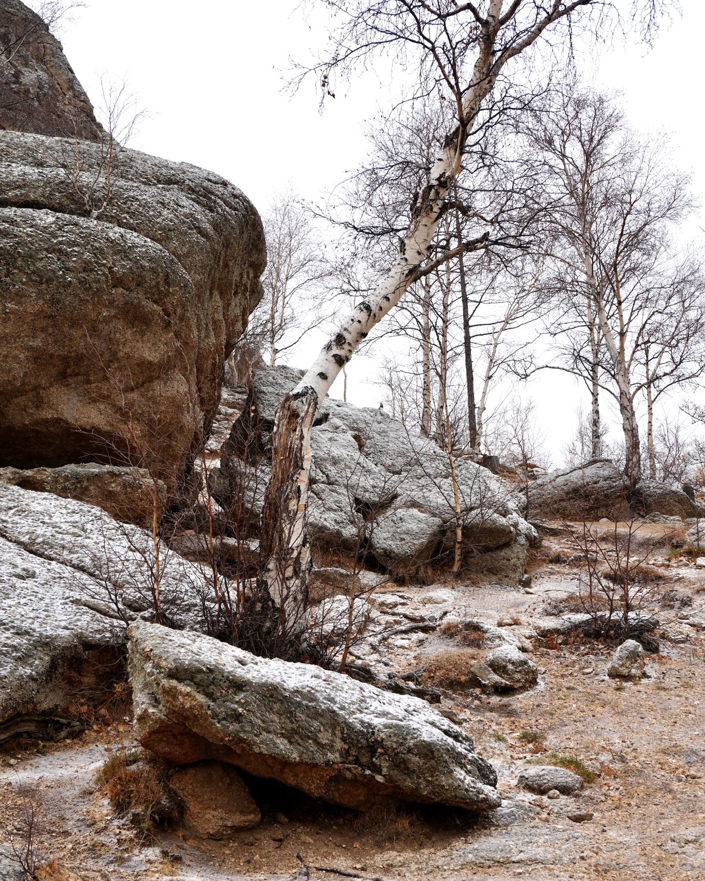 Granite tors and larches above the lodge